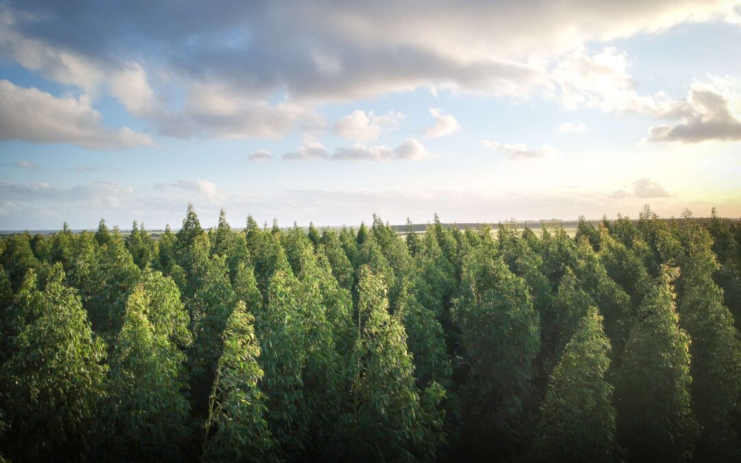 Could Paper Help Save the Planet? A Different Perspective